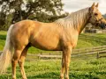 Ein Palomino-Pferd, eine wunderschöne Pferderasse mit hellem Fell und cremefarbener Mähne, steht auf einer grünen Weide.