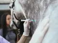 Tierärztin verabreicht einem Pferd eine Injektion. Die Spritze mit Rivanol wird vorsichtig in das Fell des Tieres eingeführt.