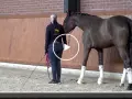 Ein junges Pferd wird in der Reithalle longiert. Die Reiterin hält eine Longe und eine Gerte.