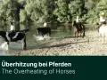 Reiter kühlen ihre Pferde im Fluss, um der Hitze zu entkommen.