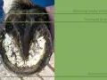 Pferdhufe werden gemessen: Breite, Trachtenende und Zehenspitze sind wichtige Punkte für die Auswahl passender Hufschuhe.