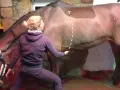 Eine Frau in Trainingskleidung macht eine Yoga-Übung mit einem Pferd. Sie berührt sanft den Bauch des Pferdes, während es ruhig steht.