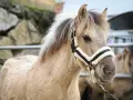 Ein freundliches norwegisches Fjordpferd mit seiner charakteristischen Mähne und einem Halfter.