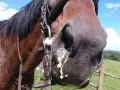 Ein braunes Pferd mit einem Zaumzeug, dessen Nüstern mit gelblichem Schleim bedeckt sind. Möglicherweise ein Anzeichen für allergischen Husten beim Pferd.
