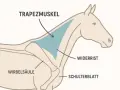Schema der Pferdemuskulatur: Trapezmuskel, Widerrist, Schulterblatt und Wirbelsäule sind hervorgehoben.