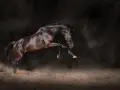 Ein glänzendes, dunkles pssm2 pferd bockt in staubiger Luft.