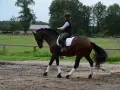 Reiterin mit Helm und weißer Weste reitet auf braunem Pferd mit Bandagen an den Beinen. Sie übt auf dem Reitplatz.