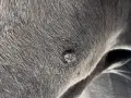 Nahaufnahme des Fells eines Pferdes mit einer Wunde, die auf Hautkrebs hindeuten könnte.