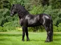 Ein majestätisches Friesenpferd mit glänzend schwarzem Fell und langer Mähne steht auf einer grünen Wiese vor Bäumen.