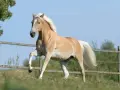 Ein hellbraunes Pferd mit weißer Mähne galoppiert über eine grüne Wiese. Es wirkt gesund und vital, wie ein echtes "ectoin pferd".
