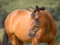Braunes Pferd mit scharfem Gebiss und Lederhalfter, das auf einer grünen Wiese steht.