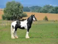 Ein majestätisches Tinker Pferd mit schwarz-weißer Fellzeichnung steht auf einer grünen Wiese.