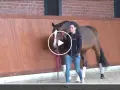 Eine Frau übt mit einem Pferd im Roundpen. Das Clickertraining mit dem Pferd zeigt eine harmonische Zusammenarbeit.