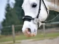 Ein weißes Pferd mit einem gebisslosen Zaumzeug. Sanfte Kommunikation beim gebisslos reiten.