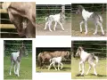 Ein niedlicher lichtfuchs pferd Fohlen mit weißer Zeichnung steht auf der Weide.