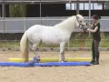 Eine Frau übt mit einem weißen Pferd Bodenarbeit. Das Pferd überquert geschickt bunte Hindernisse.