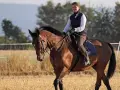 Reiterin auf braunem Pferd im Feld, die Zügel scheinen die Martingal Wirkung zu unterstützen, um den Kopf des Pferdes in Position zu halten.
