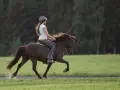 Reiterin im Helm im Trab auf einem braunen Pferd auf einer grünen Wiese.