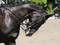 Dunkles Pferd mit geflochtener Mähne und Trense, bereit für die Dressur E5.
