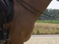 Ein Reiter auf einem braunen Pferd, das schnell schwitzt. Man sieht die Beine des Reiters in schwarzen Reithosen und Stiefeln, die Zügel und den Hals des Pferdes.