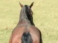 Braunes Pferd mit schwarzer Mähne und Schweif auf einer grünen Wiese. Die Geraderichtung des Pferdes ist gut erkennbar.