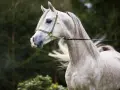 Edler **Araber Kopf** mit feiner Schnauze und elegantem Zaumzeug, im Hintergrund grüner Wald.
