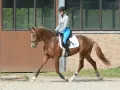 Reiterin in blauer Reithose und Helm übt Dressur mit braunem Pferd.