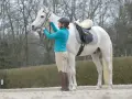Reiterin versucht, das Pferd anzulehnen, doch das weiße Pferd wehrt sich gegen die Anlehnung, indem es den Kopf hebt.