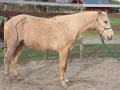 Ein isg pferd mit blauen Linien auf dem Hinterbein steht auf einem Reitplatz.