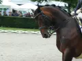 Ein braunes Pferd mit Zopf im Haar und Reiter in Uniform, bereit für eine Dressurprüfung. Was ist eine Rollkur?