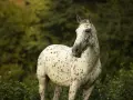 Ein gesprenkeltes Pferd, wie Pippi Langstrumpf es liebte, frisst Gras. Die Rasse ist unklar, aber es ist ein schöner Anblick.