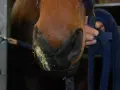 Nahaufnahme eines Pferdekopfes mit gelblichem Sekret um die Nüstern, das auf einen Abszess oder eine Druse hindeutet. Eine blaue Strick ist zu sehen.