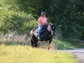 Eine Frau reitet auf einem kräftigen Noriker-Pferd durch eine sonnige Wiese.