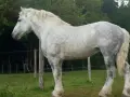 Ein majestätisches Percheron Pferd mit schimmerndem Fell steht auf einer grünen Wiese, umgeben von Bäumen und Zäunen.
