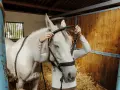 Eine Person legt einem Schimmel in einem Stall in Deutschland das Halfter an.