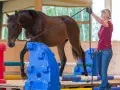 Braunes Pferd überwindet Hindernis, während Reiterin es an der Longe führt. Ein spannender Moment beim **pferd springen**-Training.
