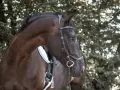Ein braunes Pferd mit Trense und Sattel dreht sich im Kreis vor einem unscharfen Baumhintergrund.