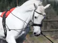 Ein weißes Pferd mit Zügeln und einem roten Sattelgurt. Verschiedene Ausbinder Arten sind hier zu sehen, die dem Pferd Halt geben.