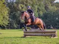 Reiterin mit Helm und Weste meistert mit ihrem braunen Pferd einen Sprung über ein Holzhindernis beim cross country reiten.