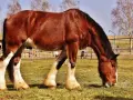 Ein kräftiges braunes Pferd mit weißen Beinfesseln, typisch für englische Pferderassen, grast friedlich auf einer sonnigen Weide.