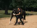 Frau führt braunes Pferd auf Sandplatz, bereit für Dressur reiten.