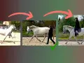 Schritt reiten: Vom falschen zum richtigen Gang für Muskelaufbau. Pferd wird korrekt geführt und geritten.