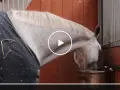 Pferd frisst aus Trog. Mögliche Symptome bei zu viel Mineralfutter pferd: Appetitlosigkeit, Kolik.