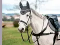 Ein weißes Pferd mit einem eleganten Zaumzeug und einer Satteldecke, bereit für den Ausritt.