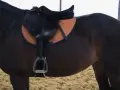 Ein braunes Pferd mit Sattel und Sattelgurt. Der Sattelgurt ist richtig angelegt und liegt gut auf dem Pferderücken.