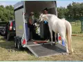 Ein weißes Pferd wird von zwei Frauen in einen Pferdeanhänger verladen.