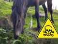 Ein Pferd frisst in der Nähe einer Fingerhutpflanze. Ein Warnschild mit Totenkopf weist auf die Gefahr einer Selenvergiftung bei Pferden hin.