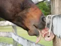 Ein braunes Pferd leckt genüsslich an einem rosafarbenen Salzleckstein, der an einem Holzzaun hängt.