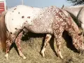 Ein Appaloosa-Pferd mit einzigartigen braunen Flecken auf weißem Fell, das auf einer Heuballenwiese frisst. Die Appaloosa-Farben sind atemberaubend.