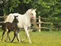 Ein braunes Fohlen neben einer weißen Lipizzaner-Stute auf einer blühenden Wiese. Die unterschiedlichen Lipizzaner Farben zeigen sich schon früh.